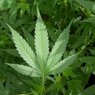 Poczekajmy z tą legalizacją marihuany!