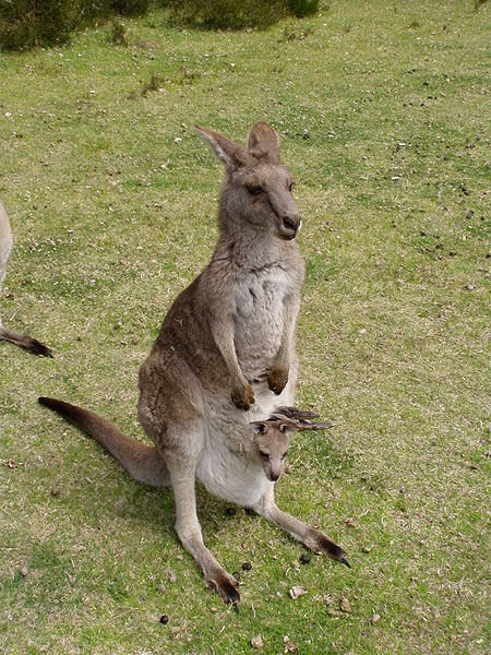 1. Kangur (ang. kangaroo) – najsłynniejsze australijskie zwierzę i czołowy przedstawiciel torbaczy. Ma charakterystyczną torbę i duże tylne nogi zakończone długimi wąskimi stopami oraz umięśniony ogon, których używa w czasie dwunożnego chodu i skoków.