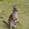 TOP: 10 osobliwości fauny australijskiej