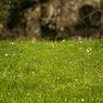 Poznaj 10 powszechnych alergenów