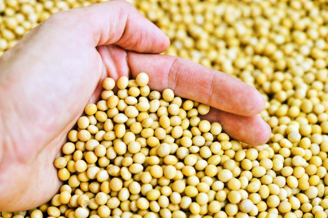 3. Soja dostarcza dużej ilości białka z małą ilością tłuszczu100 g soi ma 173 kalorie, 9 g tłuszczu, 10 g węglowodanów (z których 6 to błonnik) i 17 g białka.