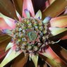 Ananas - właściwości