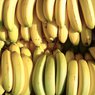 Długa podróż banana