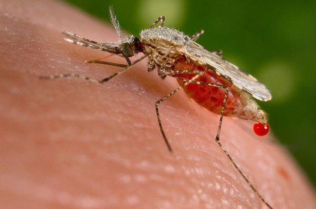 6. Problemy z alergią na ukąszenia owadówUnikanie alergenów zawartych w pożywieniu może być łatwiejsze w kontrolowaniu niż wystrzeganie się owadów. Rodzice są szczególnie zmartwieni w przypadku dzieci z alergiami na ukąszenia pszczół, os czy szerszeni, gdyż istnieje większe prawdopodobieństwo spotkania tych owadów na łonie natury.