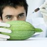 Żywność GMO