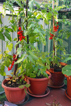 Pomidory koktajlowe możesz uprawiać na balkonie w doniczkach albo w skrzynkach.