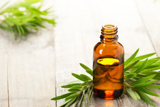 Olejek herbaciany można stosować zarówno w kosmetyce, jak i medycynie.