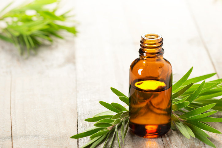 Olejek herbaciany można stosować zarówno w kosmetyce, jak i medycynie.