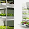 Kitchen Nano Garden - warzywny ogródek w domu