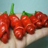Grzeszne papryczki - Peter Peppers