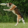 Historia frisbee (2)