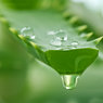 Aloes na włosy
